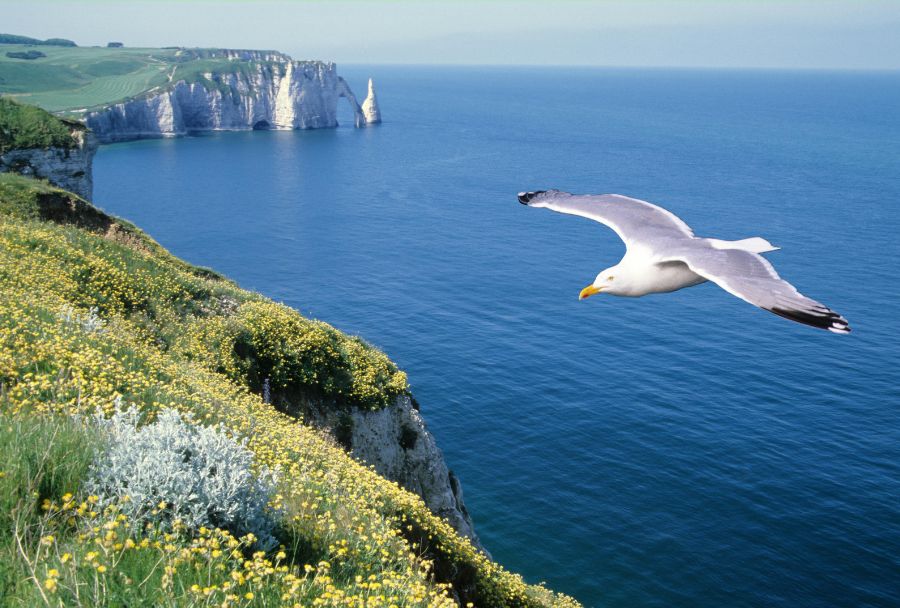 falaise-etretat-rando