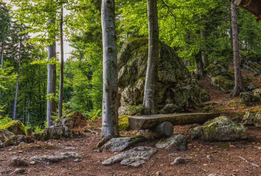 foret-fontainebleau-paris